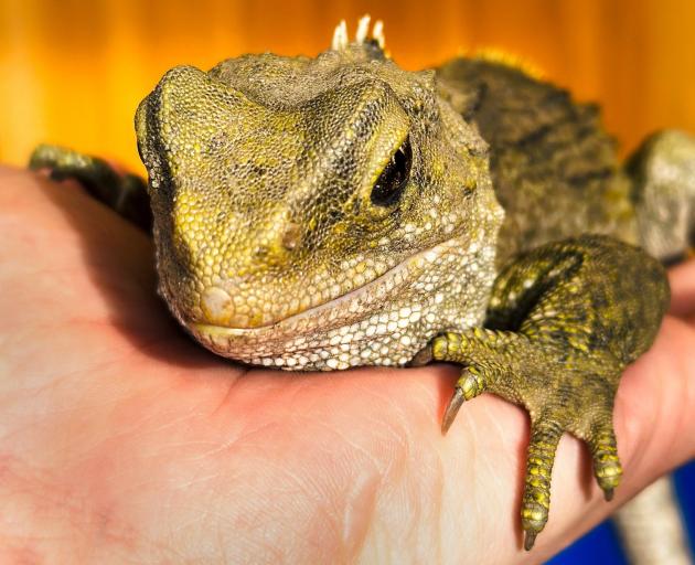 Merri the tuatara is recovering from major surgery on a mass under his jaw. PHOTO: DUNEDIN...