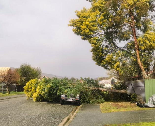 A tree blown down in Antrim Street, Cromwell. Photo: Frank Sullivan