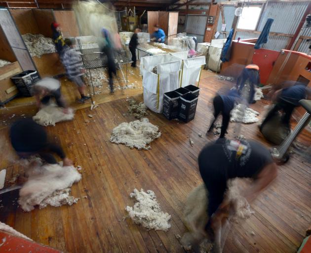 A shearing gang at work in Otago; they often work over 80 hours a week in the peak season. PHOTO:...