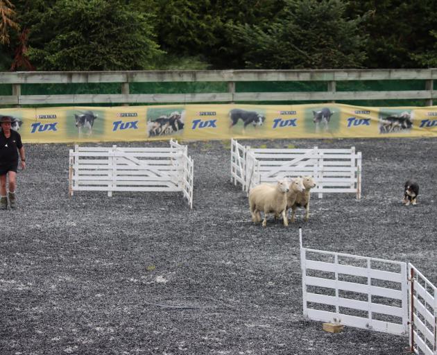 Gore Sheep Dog Trial Club member Ray Stewart and dog Ally head their three sheep towards the pen...