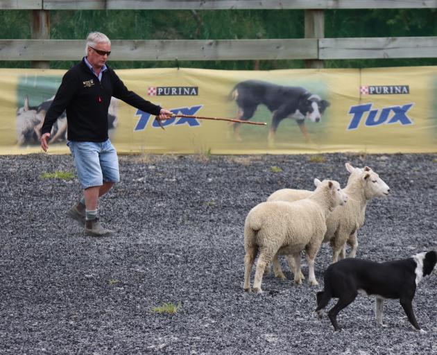 Robin McKenzie, of Clinton, and dog Ken encourage the sheep to move inside the hurdles comprising...