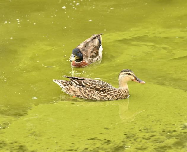 Ducks swim through an algal bloom in Lake Waihola yesterday. PHOTO: STEPHEN JAQUIERY