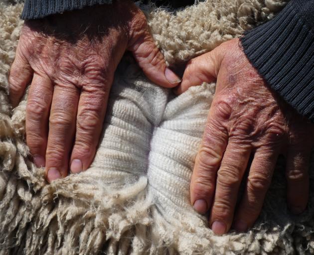 Stuart Albrey parts the wool from a Polwarth ewe to show its lustre — the special feature that...