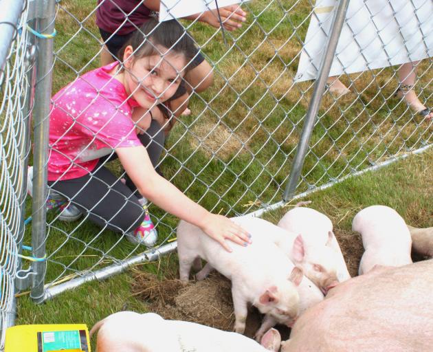 Sophia Smalley, 8, of Kauana, found a litter of piglets she could pat among the animals at the...