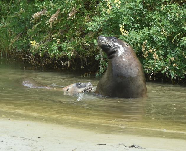 Sea lion encounters spur call for care on coast roads | Otago Daily