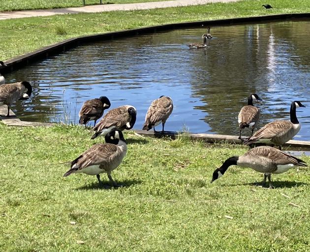 Canada geese were introduced to New Zealand as game birds in 1905. They have become problematic...