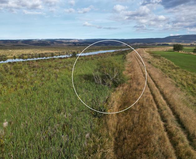 A tree beside a floodbank for the Waipori River near State Highway 1 will need to be extracted....