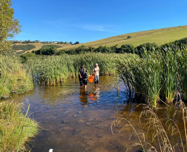 Ecotago scientist Andrew Innes wades out into the shallow waters of Tomahawk Lagoon with Tahuna...