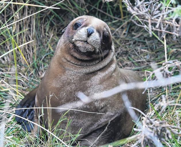 A record crop . . . One of Dunedin’s 31 new New Zealand sea lion pups hides in the bushes at...