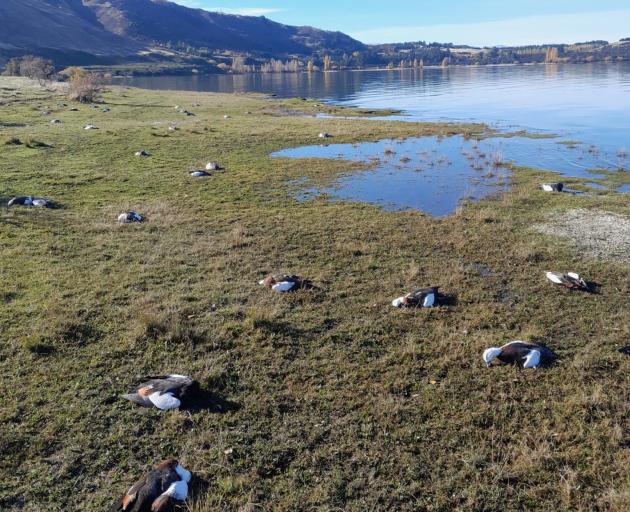 Dead paradise shelducks litter the shoreline at Dublin Bay. Photo: Otago Fish & Game
