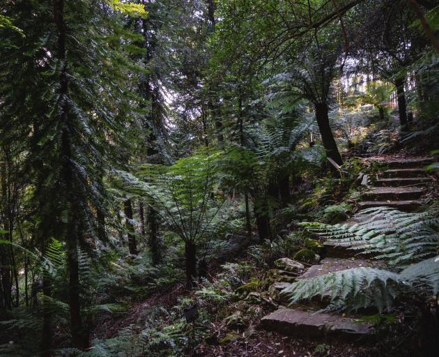 Wollemi Pines, Botanic Gardens. PHOTO: SUPPLIED