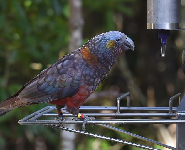 A kākā shows off at the Orokonui Ecosanctuary-Te Korowai o Mihiwaka. PHOTOS: LINDA ROBERTSON