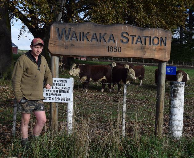 Waikaka Station co-owner Ross Paterson prepares to host the 50th on-farm Hereford bull sale on...