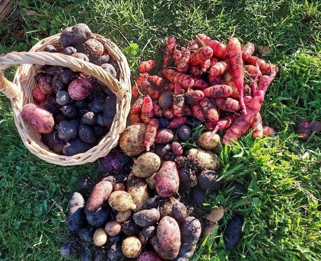 A tasty crop of potatoes and yams were harvested from the Dalmore Reserve Community Garden at a...