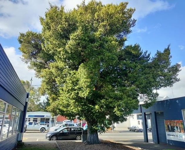The Hewlings totara in Geraldine is in the running to be named Tree of the Year. PHOTO: SUPPLIED