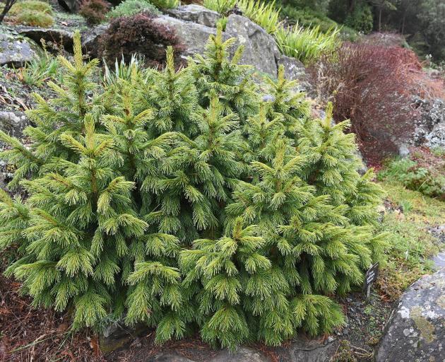Picea smithiana ‘Skardu' grows near the rock garden. PHOTO: LINDA ROBERTSON