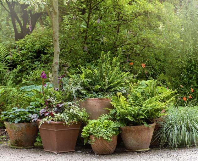 Terracotta pots make an attractive display. PHOTO: GETTY IMAGES 