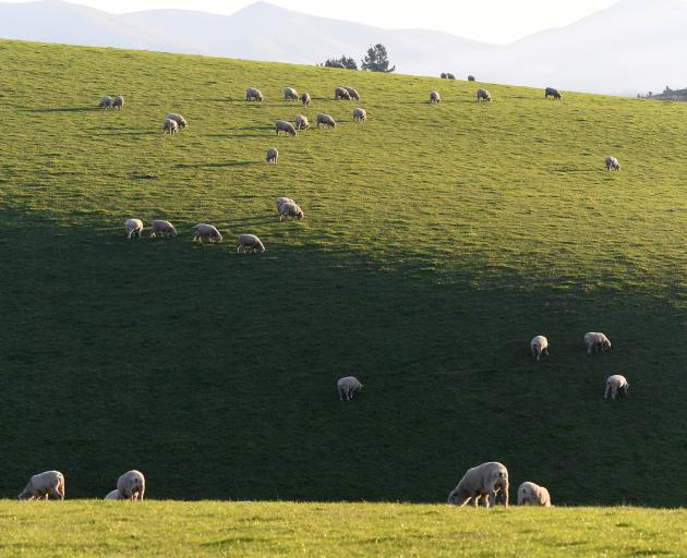 A wool working group says an increasing shift to using natural and environmentally sustainable...