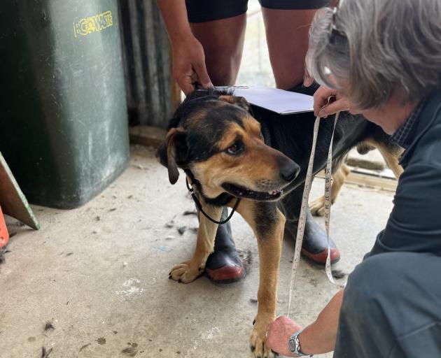 Working dog Henry gets measured by NS Vets veterinarian Jill MacGibbon on Pāmu farm in Waipuna,...