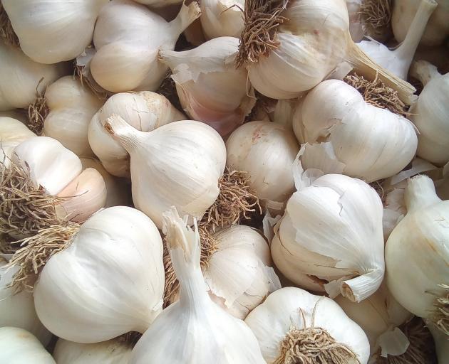 Midwinter marks optimum garlic planting time; they should come through the surface in about a...