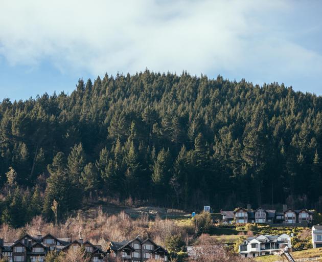 Whakatipu Wilding Control Group’s ultimately hoping to remove Queenstown Hill’s wilding pines....