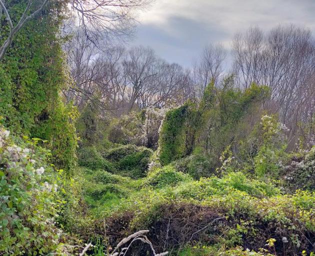 A large infestation of Old Man's Beard has been discovered at a site on Ōreti River, which runs...