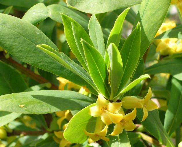 Unusual in that it has yellow flowers is Daphne giraldii.