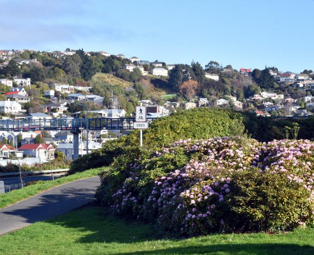 Caversham rhododendrons. Photo: Gregor Richardson