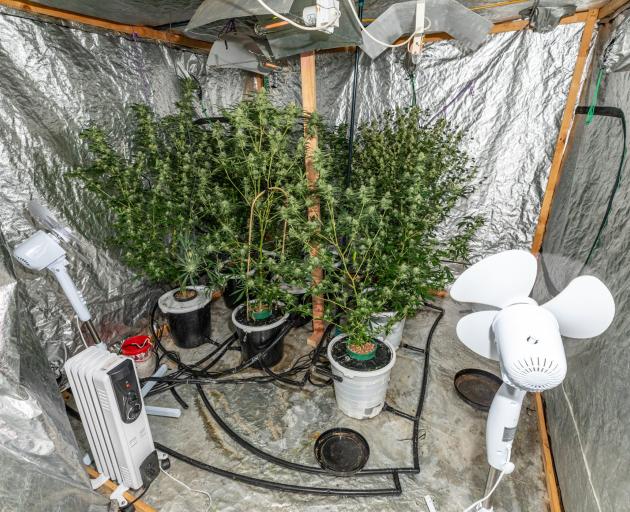 Cannabis plants were discovered after police executed a search warrant at a Mataura home. PHOTO:...