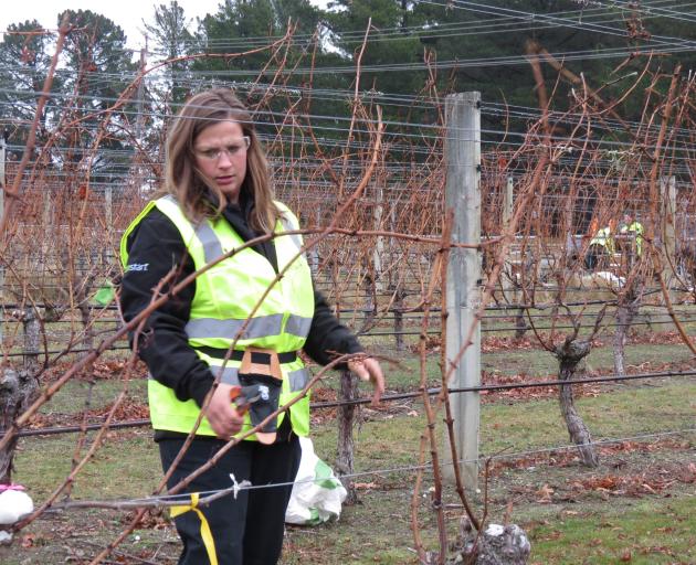 Katherine Hirsh prunes a section of vine during the hortisport race. PHOTO: RUBY SHAW
