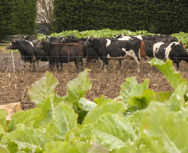 The results of research cows being fed on kale in a small control farmlet are being compared with...