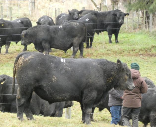 Buyers examine this season’s bulls in the catalogue leading up to Stern Angus’ bull sale at...