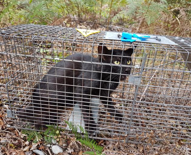 Microchipping pet cats will help them be identified as areas of Nelson Tasman embark on feral cat...