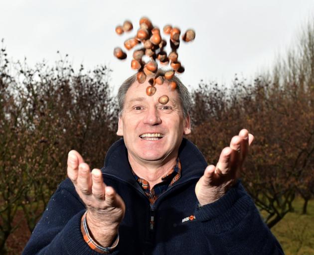 Hazelnut Estate co-owner Roger Southby rejoices in a handful of hazelnuts in his Taieri Plains...