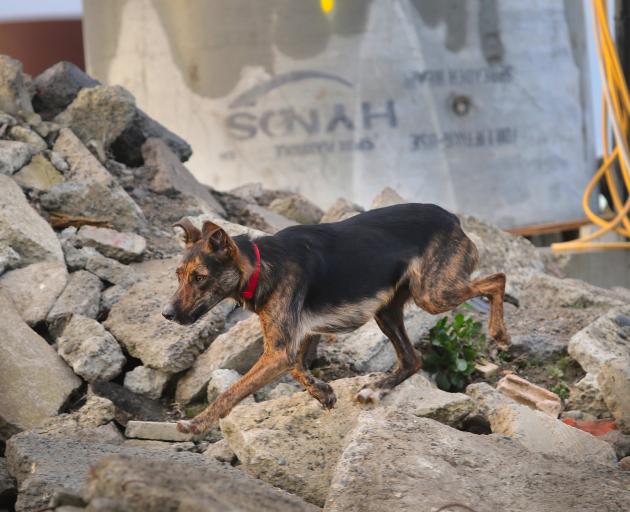 Duke is also adept at using his nose to find victims trapped under rubble. PHOTO: JOHN COSGROVE