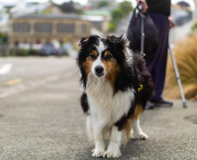 Mac helps owner Glenn Roswell navigate Wansbeck St. PHOTO: OAMARU MAIL FILES