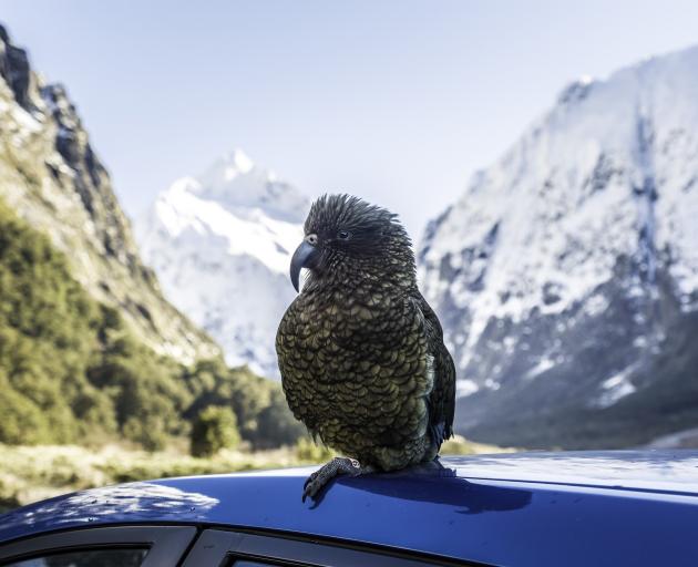 The kea deaths happened at popular waypoints on the Milford Road. Photo: Doc