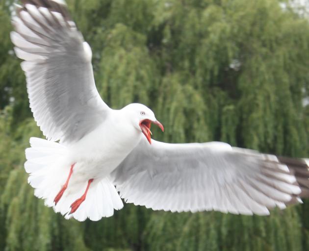 The Waitaki District Council is hoping to keep the number of seagull nests in Oamaru’s CBD as low...