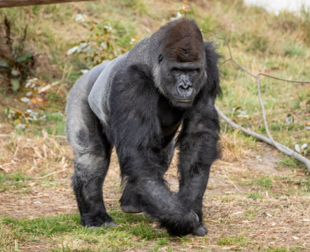 A gorilla at Orana Wildlife Park. File photo: RNZ