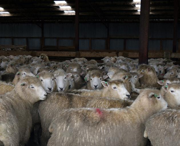 A pen of in-lamb Romney ewes for sale at the Wisp Hill Station clearing sale in the Owaka Valley. 