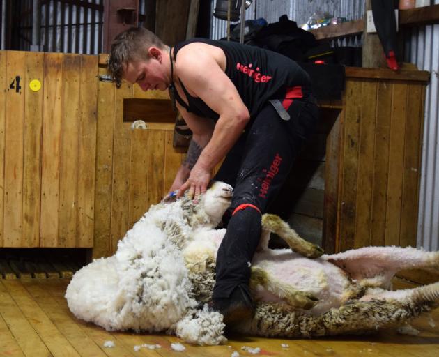 Shearer Alex Clapham removes a fleece from a quarterbred ewe.