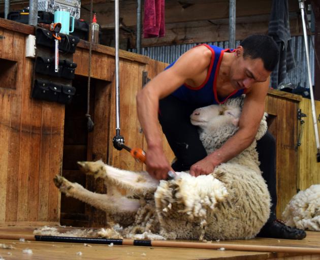 Dion Morrell Shearing team leader Leon Samuels shears a ewe in Roxburgh.