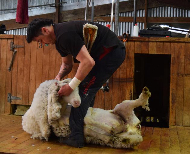 Shearer Thomas Winiata uses a back aid to provide support while working in a shearing shed in...