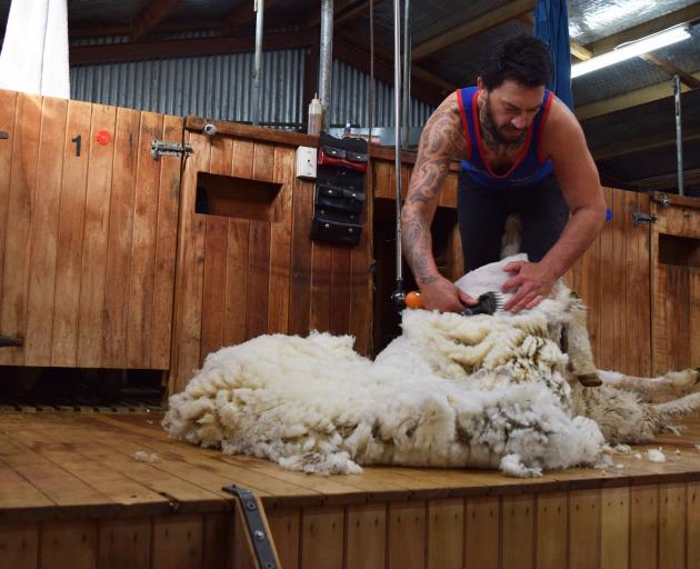 Shearer Zac Manihera uses a cover comb to leave wool on the ewes of a hill-country farm in Teviot...