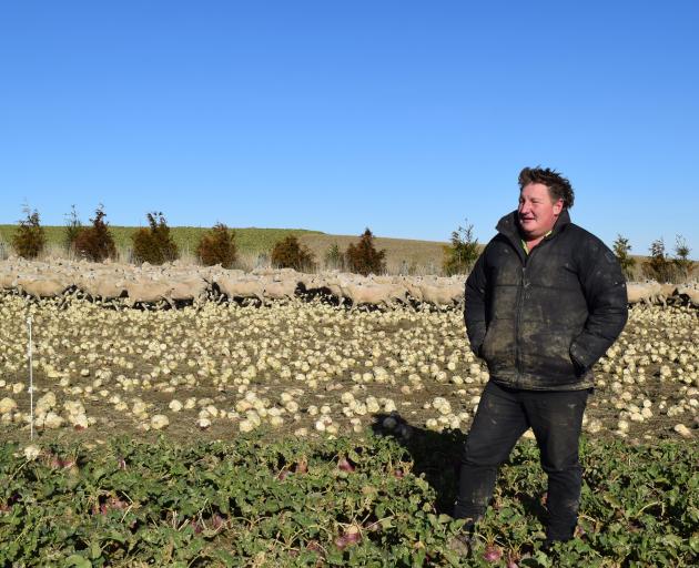 Sheep and beef farmer Scott Chittock and some of his mixed-age Romdale ewes he will offer at an...