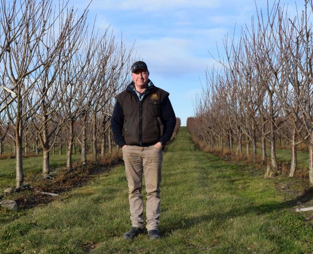 3 Kings Cherries co-owner Tim Paulin has used a conventional planting system in his new orchard...
