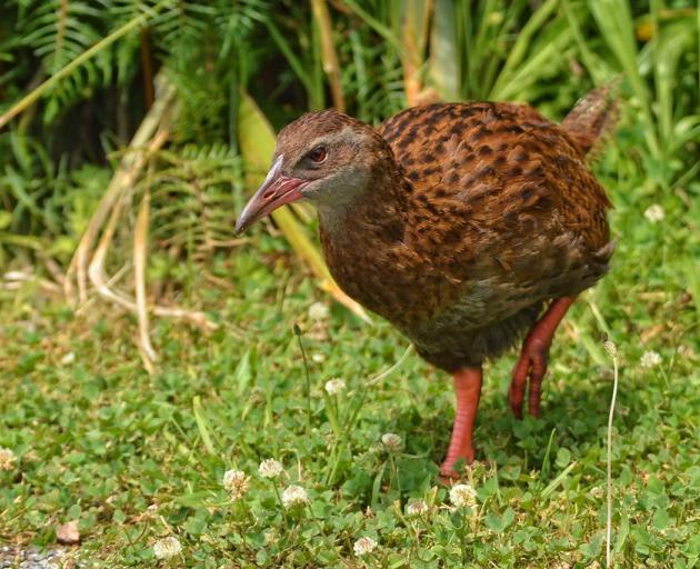 The flightless weka, once widespread, is now protected on the mainland. File photo