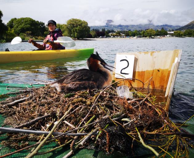 Lake Wānaka Grebe Project volunteer Lily Brown, 13, kayaks near the nest of an Australasian...