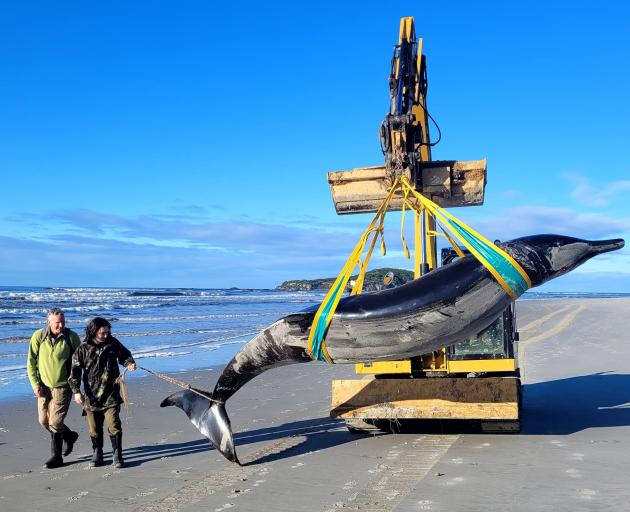 A rare spade-toothed whale is moved off the beach near Taieri Mouth by Trevor King Earthmoving...