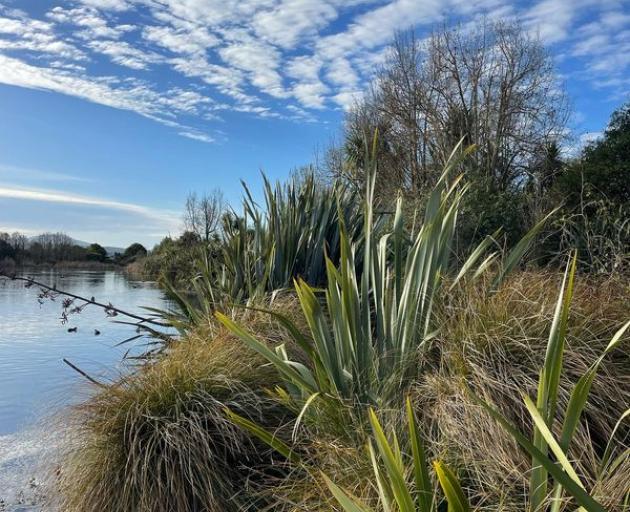 Photo: Waimakariri Biodiversity Trust